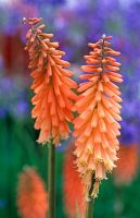 Kniphofia 'Timothy' - Torch Lily 