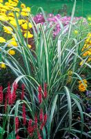 Miscanthus sinensis 'Cabaret' in colourful border in July   