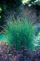 Panicum virgtum 'Shenandoah' - Switch Grass with Sedum in August 