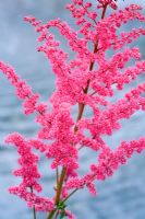 Astilbe 'Alive and Kicking'
