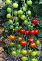 Lycopersicon esculentum - Tomato 'Sweet 100' with fruit in September