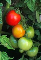 Lycopersicon esculentum - Tomato 'Herald' in September