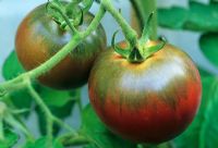 Lycopersicon esculentum - Tomato 'Black Russian' in September