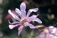 Magnolia x loebneri ' Leonard Messel' flowering in March
