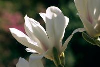 Magnolia denudata flowering in March