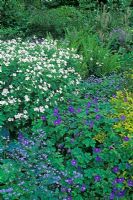 Summer border with Geranium himalayense and Geranium sylvaticum 'Album' flowering in June  