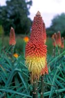 Kniphofia caulescens - Red Hot Pokers 