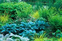 Green Summer border with Osmunda regalis, Hosta 'Halcyon', Geranium macrorrhizum 'Album' and Carex elata 'Aurea' in May
