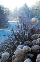Winter border with Phormium tenax atropurpeum - Flax Lily and Hydrangea arborescens 'Annabelle' in December  . 