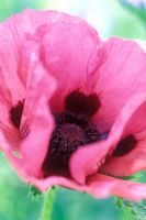 Papaver orientale 'Raspberry Ruffles' - Poppy flowering in June 