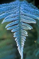 Polystichum setiferum Divisilobum Group - Soft Shield Fern in December. Close up of frosted leaf