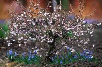 Prunus incisa 'Kojo-No-Mai' - Fuji Cherry underplanted with Muscari azureum - Grape Hyacinths 