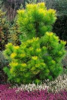Pinus radiata 'Aurea' with Erica x darleyensis 'Kramers Rote' at RHS garden, Rosemoor in Devon