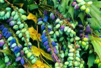 Mahonia x media 'Charity' with fruit in May