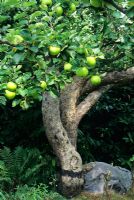 Malus domestica 'Bramley' - Original Bramley Apple tree at Southwell, Nottinghamshire in August