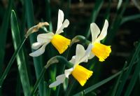 Narcissus 'Jack Snipe' flowering in March