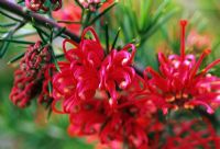 Grevillea 'Canberra Gem' flowering in June