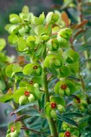 Euphorbia 'Baby Charm'
