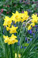 Narcissus 'Pipit' 