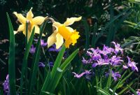 Narcissus pseudonarcissus and Chionodoxa luciliae