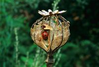 Ladybirds in Poppy seedhead