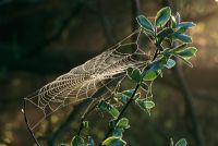 Spider's web on Salix