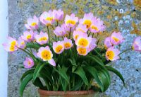 Tulipa saxatilis 'Bakeri Group' in a terracotta pot