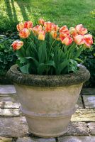 Tulipa 'Apricot Parrot' in Haddonstone urn.