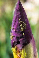 Greenfly on tall bearded iris