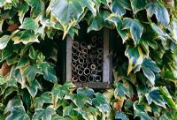 Insect nesting box set into hedera. 