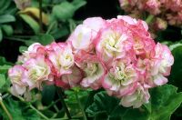 Pelargonium 'Apple Blossom Rosebud'