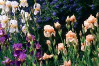 Tall bearded Iris and Caenothus 'Trewithen Blue'