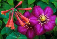 Clematis 'Ville de Lyon' with Lonicera x brownii 'Fuschioides'