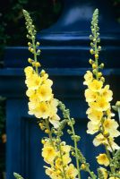 Verbascum 'Gainsborough' in front of blue painted pedestal.