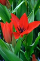 Tulipa praestans Tubergens Variety