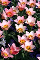 Tulipa greigii 'Dreamboat' with Anemone blanda