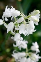 Hyacinthoides hispanica 'La Grandesse' 