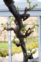 Vitis - grape vine. Edible variety grown as single stem cordon. Start of early Spring growth 