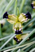 Hermodactylus tuberosus - widow iris 