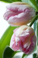 Tulipa - variegated cut flower tulips covered in raindrops 