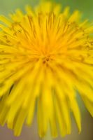 Taraxacum officinale weber - common dandelion 