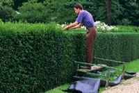 Cutting Yew hedge - Taxus baccata in August