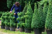 Woman clipping Box - Buxus sempervirens as teddybear topiary at Langley Boxwood Nursery