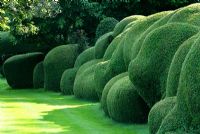 Ancient hedge of Box - Buxus sempervirens at Belmore House, Hampshire