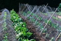 Protecting Brassica with wire netting in vegetable garden