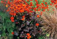Helianthemum, Heuchera and Carex comans. The White House, Sussex