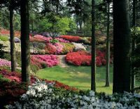 Rhododendrons. The Punch Bowl - Valley Gardens, Windsor.