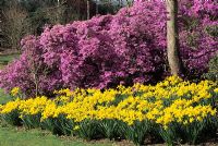 Narcissus 'Peeping Tom' with backdrop of Rhododendron. Savill Gardens.