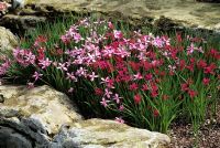 Rhodohypoxis milloides in South Africa