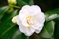 Camellia japonica imbricata alba